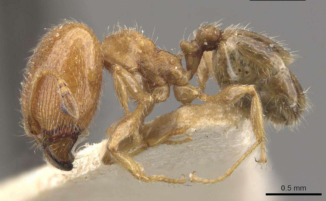 Pheidole bicarinata Mayr 1870 resmi