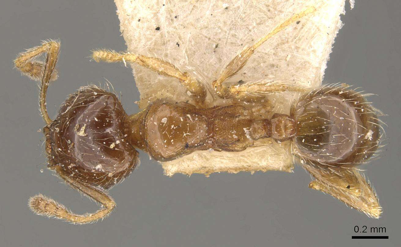 Pheidole bicarinata Mayr 1870 resmi