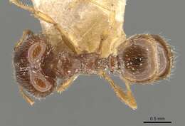 Pheidole bicarinata Mayr 1870 resmi