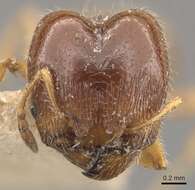 Pheidole bicarinata Mayr 1870 resmi