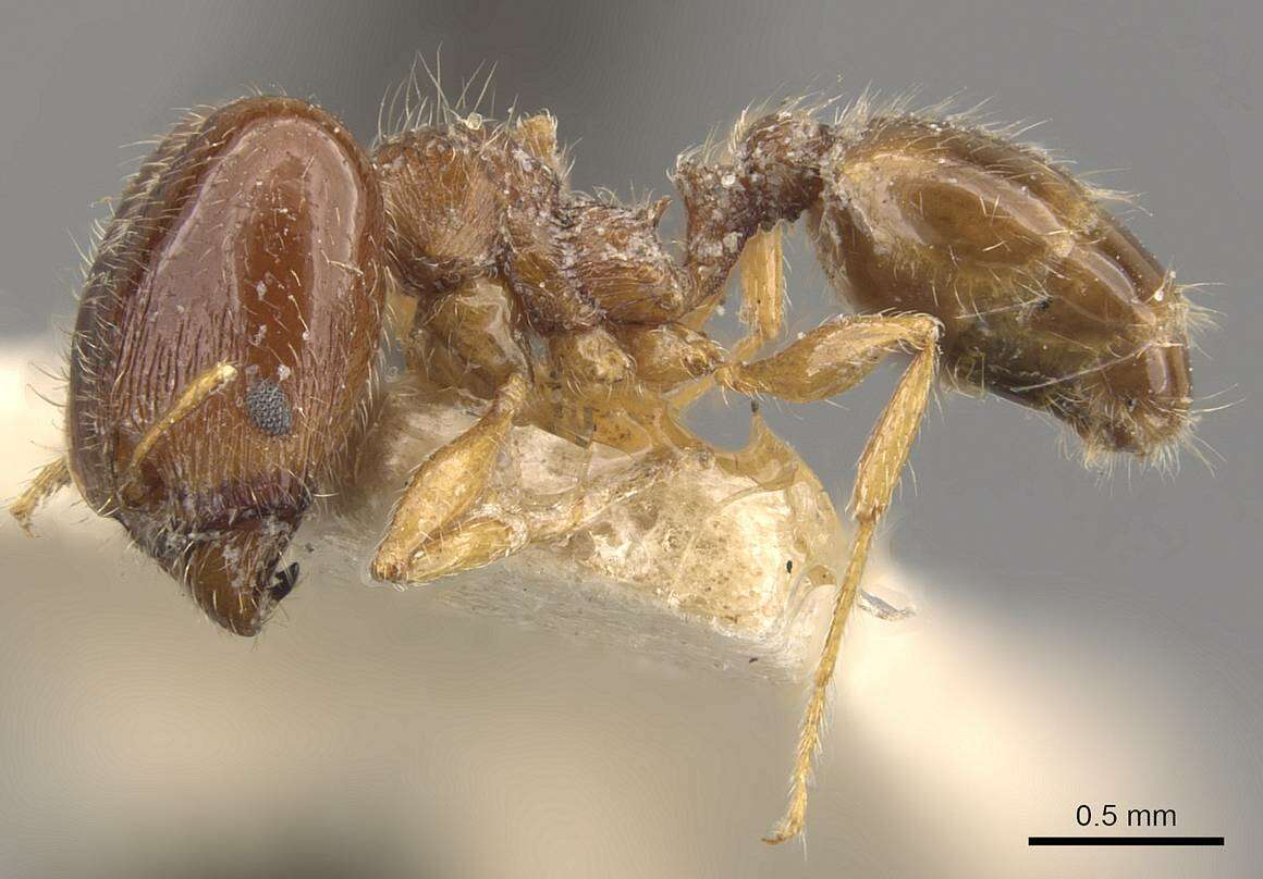 Pheidole bicarinata Mayr 1870 resmi