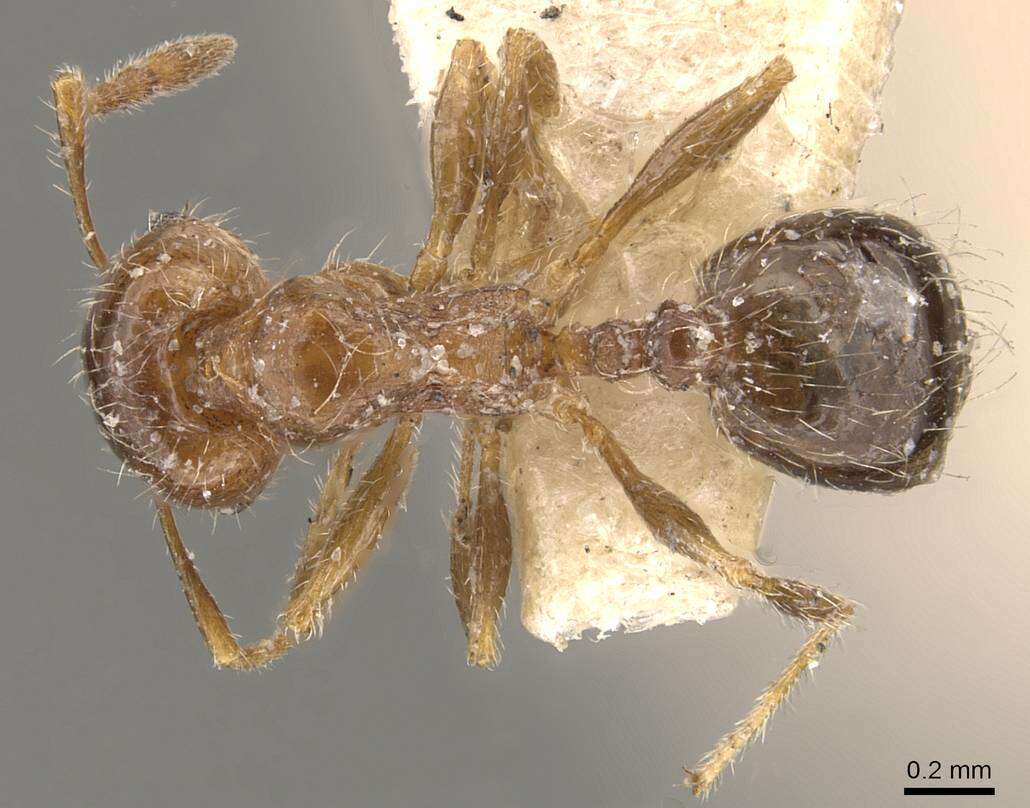 Pheidole bicarinata Mayr 1870 resmi