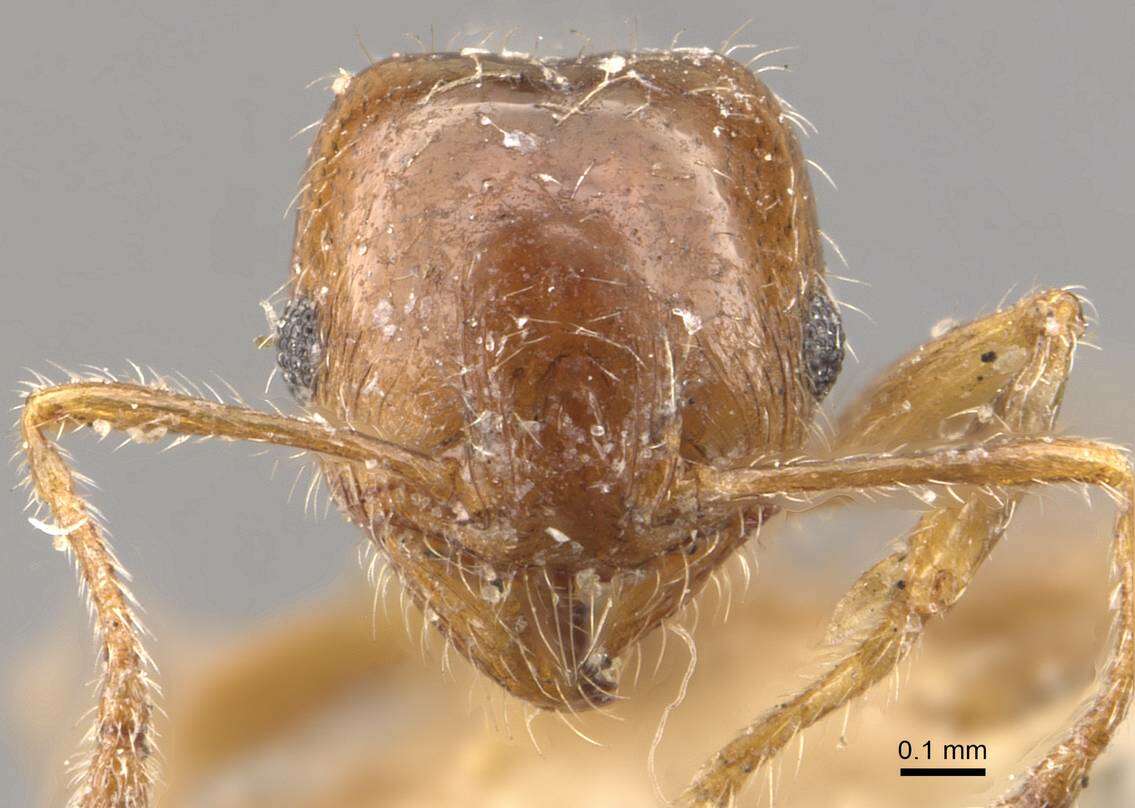 Pheidole bicarinata Mayr 1870 resmi