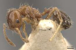 Pheidole bicarinata Mayr 1870 resmi