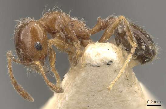 Pheidole bicarinata Mayr 1870 resmi