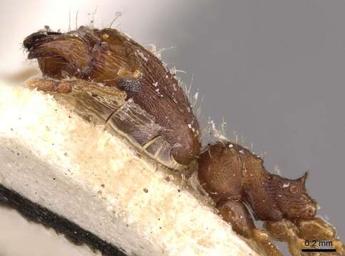 Image of Bilimek's Big-headed Ant