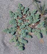 Image of Euphorbia peplis L.