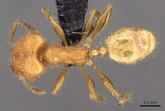 Image of Pheidole bambusarum Forel 1908