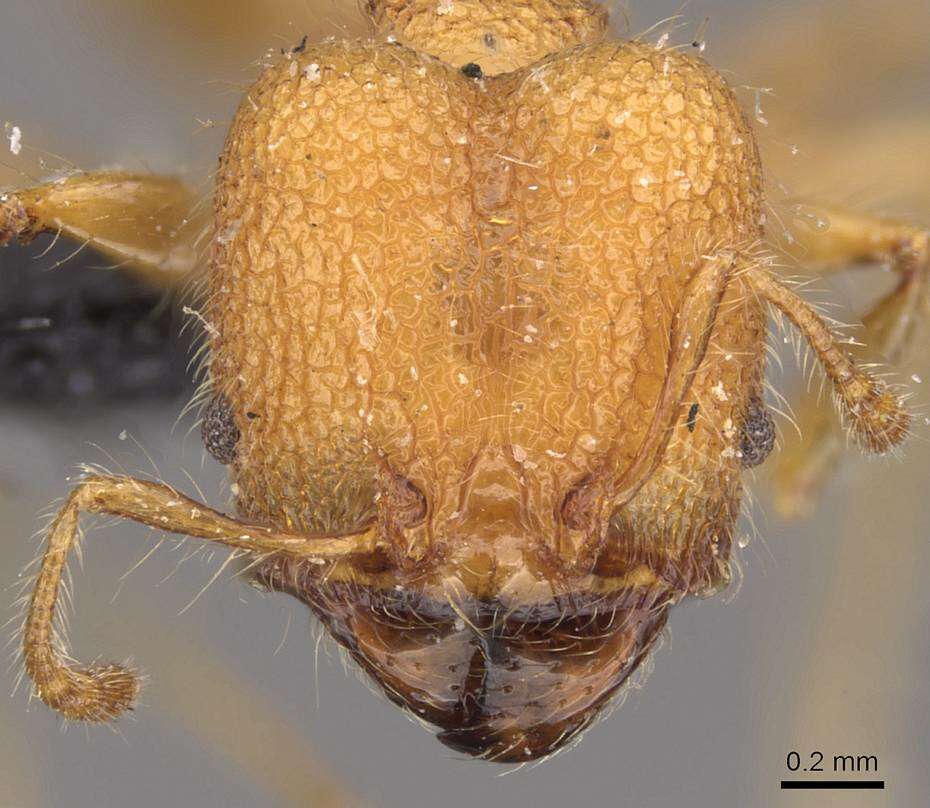 Image of Pheidole bambusarum Forel 1908