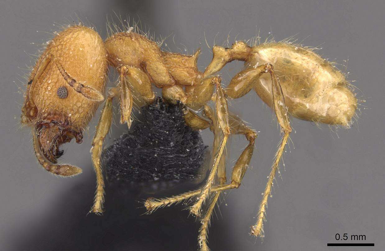 Image of Pheidole bambusarum Forel 1908