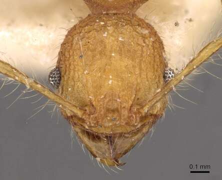 Image of Pheidole bambusarum Forel 1908