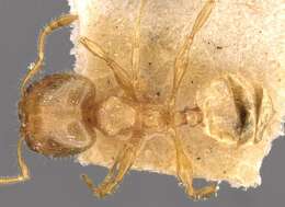 Image of <i>Pheidole asperithorax</i>