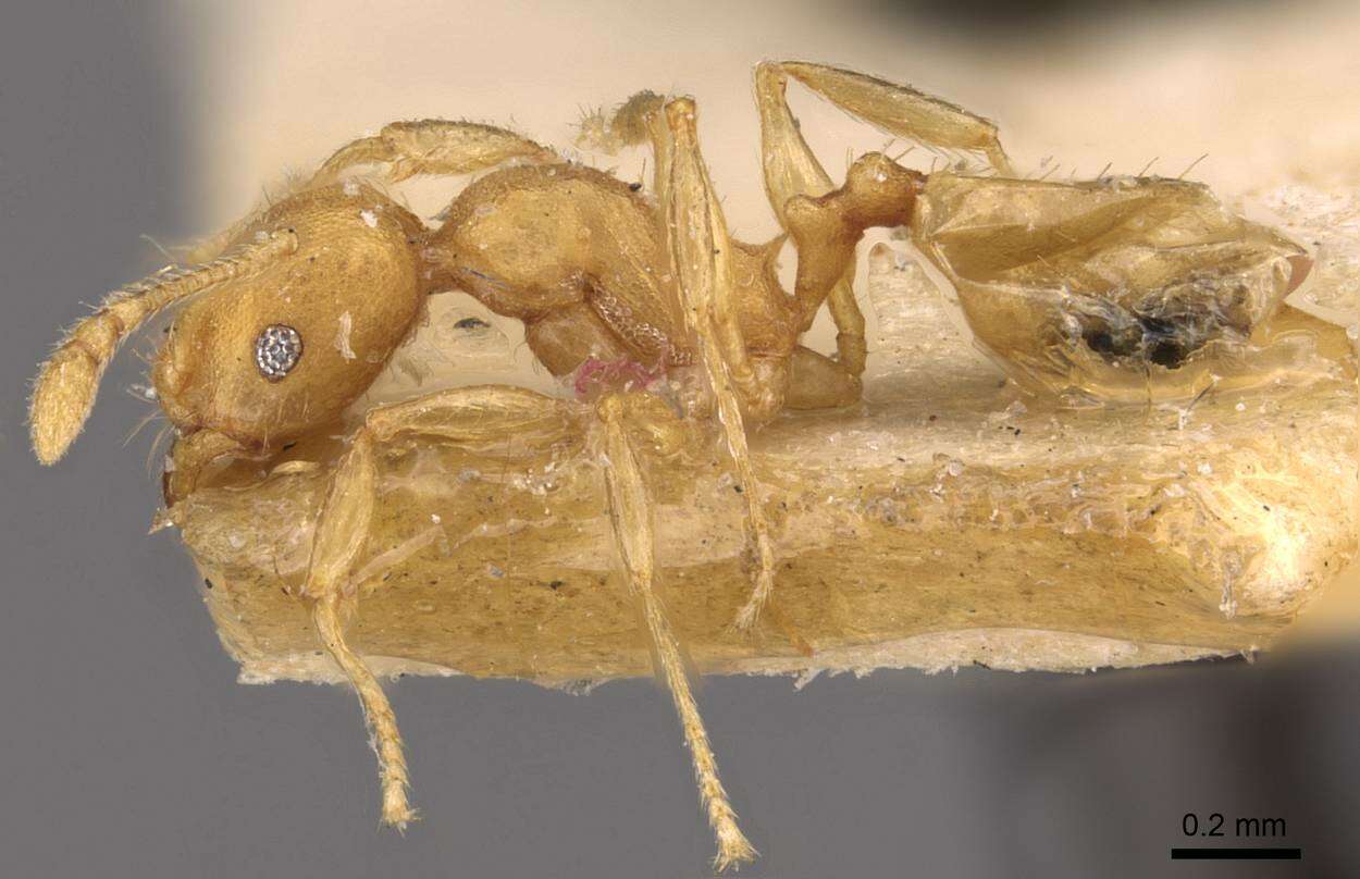 Image of <i>Pheidole asperithorax</i>