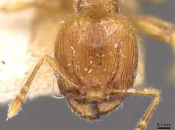 Image of Ant