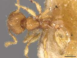 Plancia ëd Pheidole