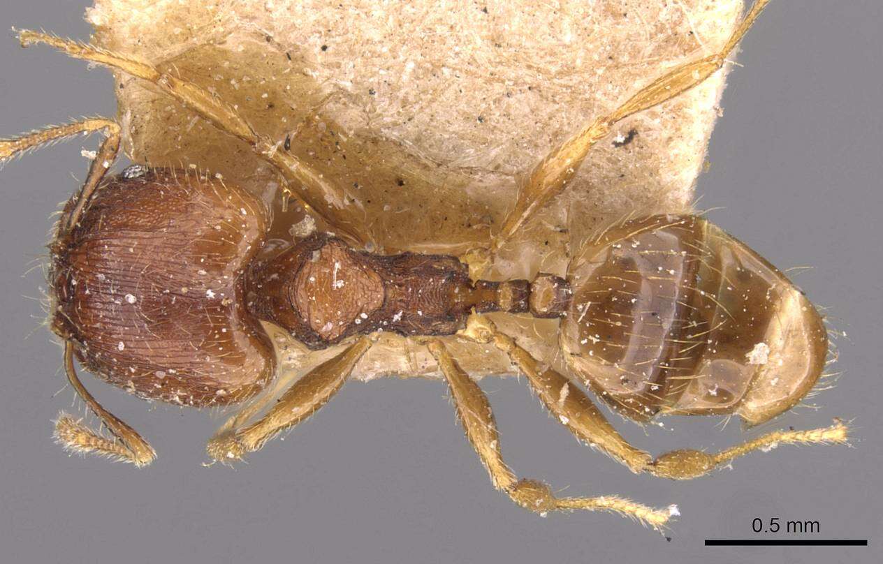 Image of Pheidole navigans