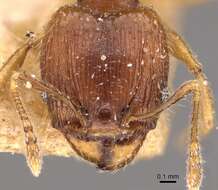 Image of Pheidole navigans