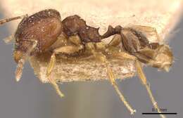 Image of Pheidole navigans