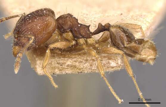 Image of Pheidole navigans