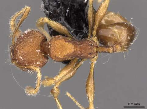 Image of Pheidole