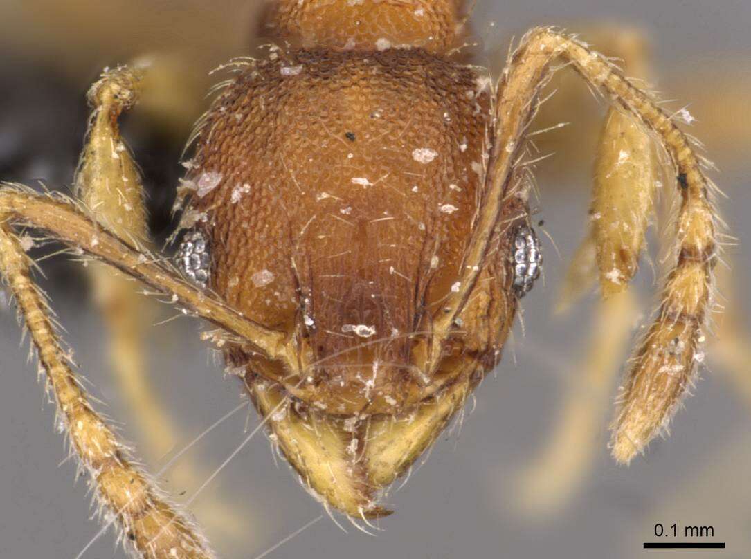 Image of Pheidole