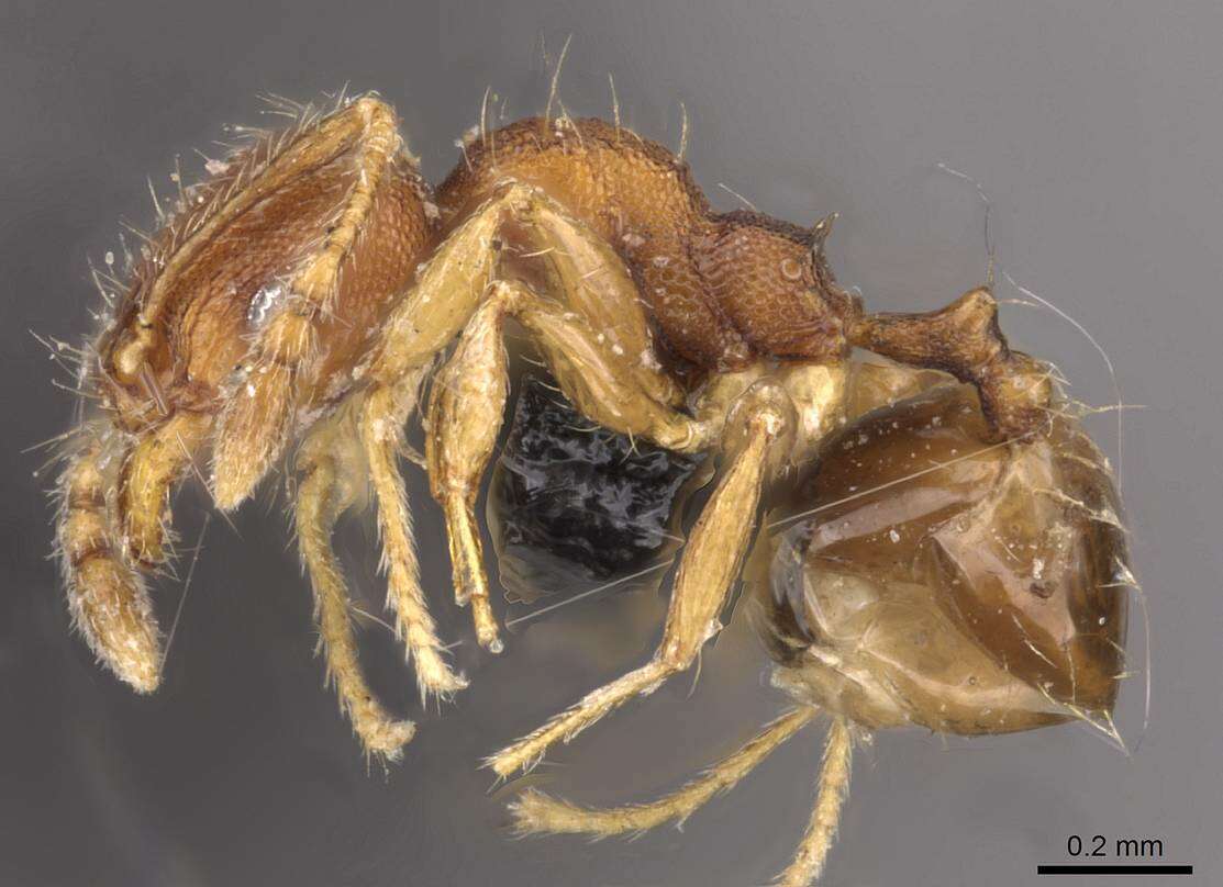 Plancia ëd Pheidole