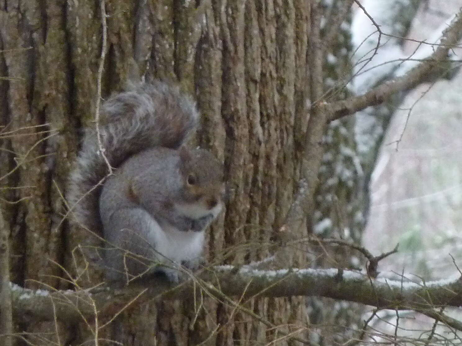 Imagem de Sciurus subgen. Sciurus Linnaeus 1758