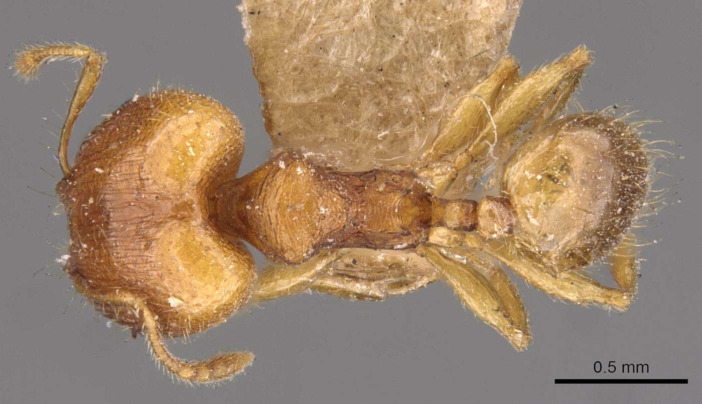 Image of Pheidole