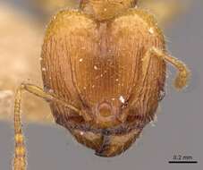 Image of Pheidole