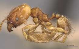 Image of Pheidole