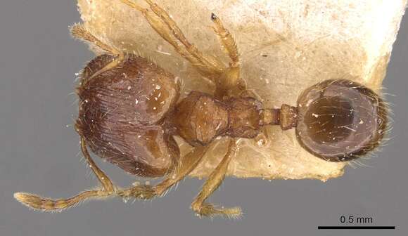 Image of Pheidole