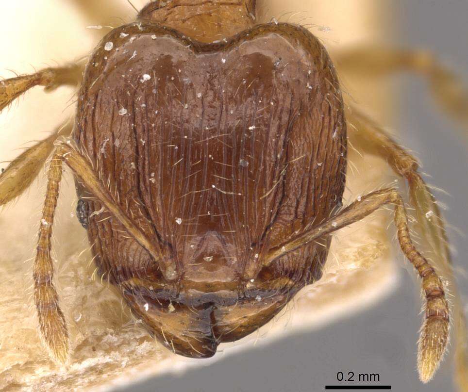 Image of Pheidole