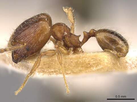 Image of Pheidole