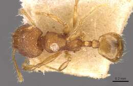 Image of Pheidole