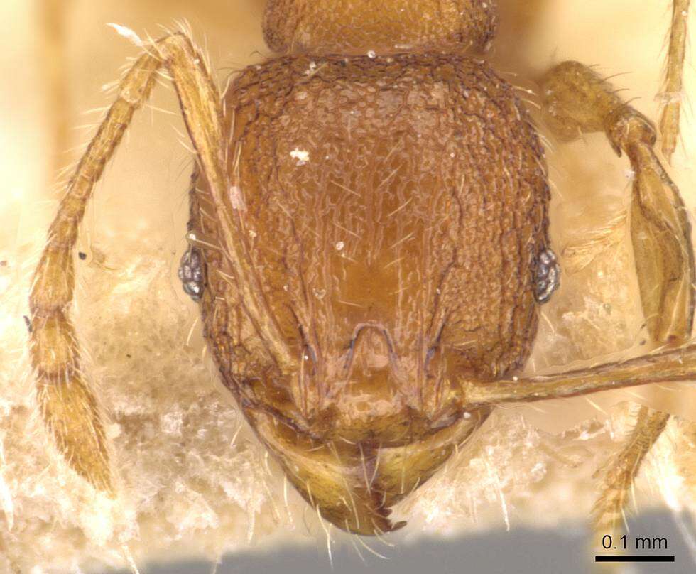 Image of Pheidole