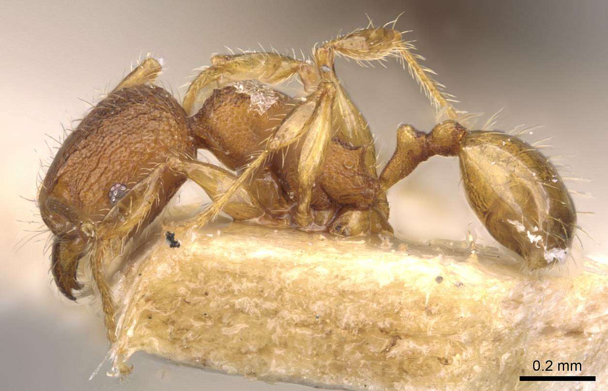 Image of Pheidole