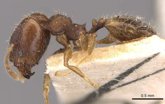 Image of Bilimek's Big-headed Ant