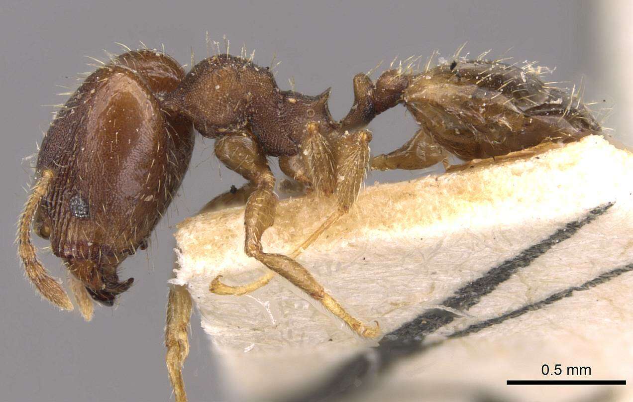 Image of Pheidole bilimeki Mayr 1870