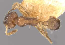 Image of Pheidole bilimeki Mayr 1870