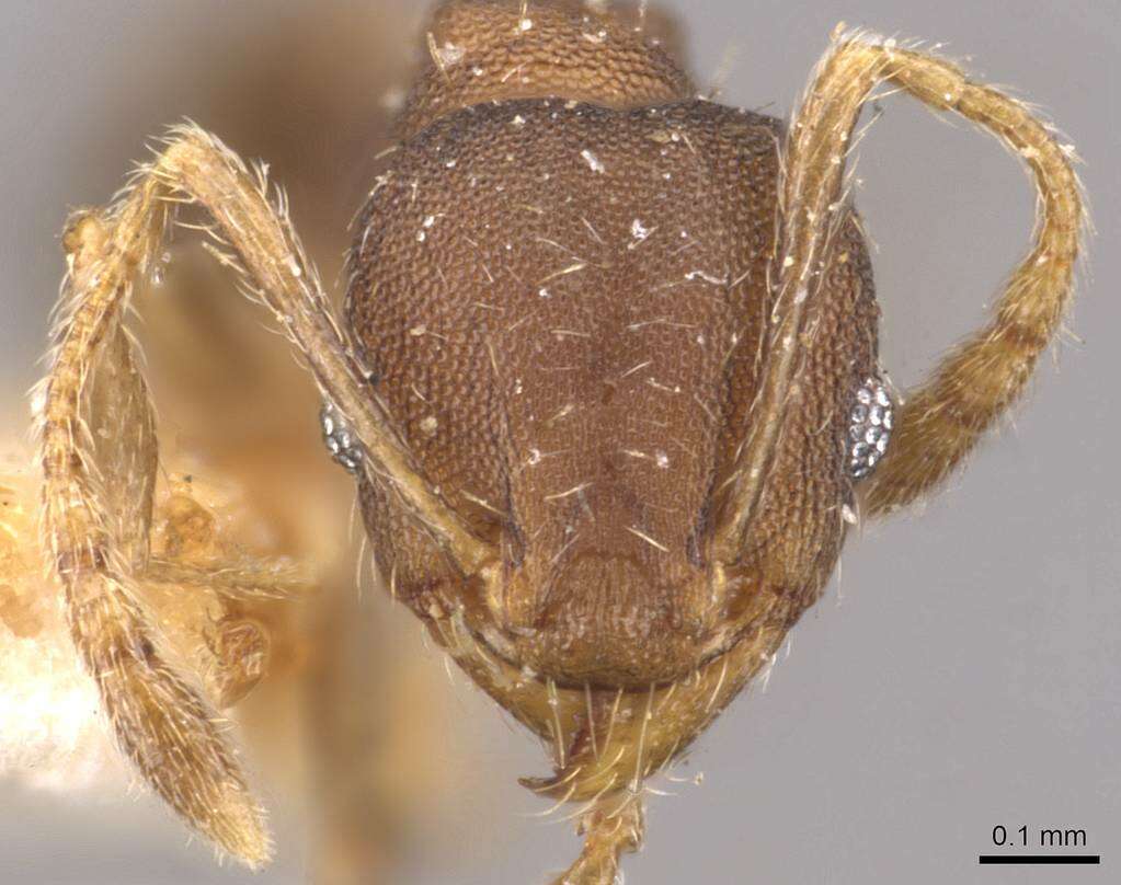 Image of Pheidole bilimeki Mayr 1870