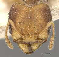 Image of Pheidole goeldii Forel 1896