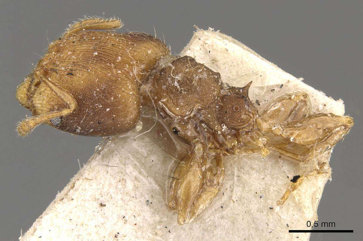 Image of Pheidole goeldii Forel 1896