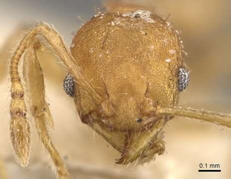 Image of Pheidole goeldii Forel 1896