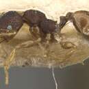 Plancia ëd <i>Pheidole bruchella</i>