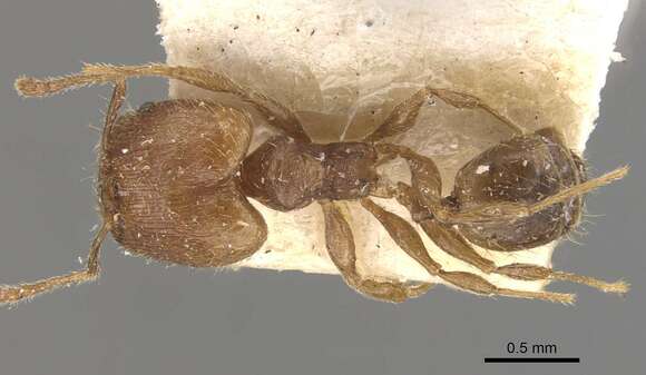 Image of Pheidole lignicola Mayr 1887