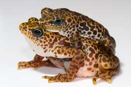 Image of Darien Stubfoot Toad