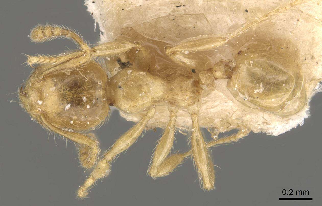 Image of Pheidole minutula Mayr 1878