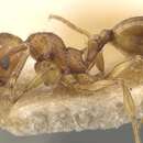 Image of <i>Pheidole atticola</i>