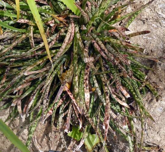 Image of Gasteria pulchra (Aiton) Haw.