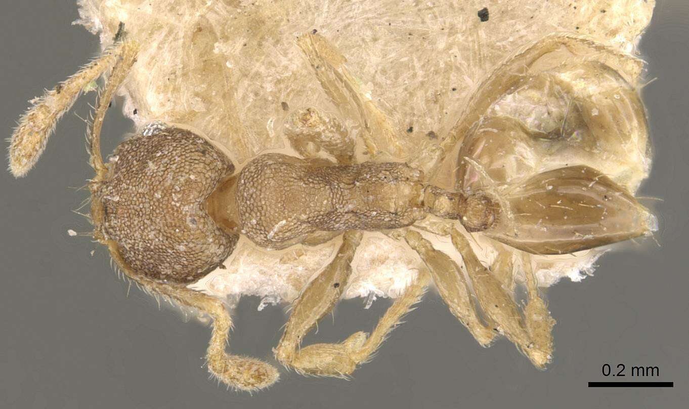 Image of Pheidole transversostriata Mayr 1887